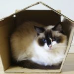 ¿Cuáles son los beneficios de tener un gato en casa?