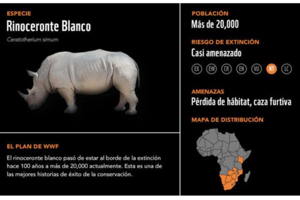 El rinoceronte blanco del norte 