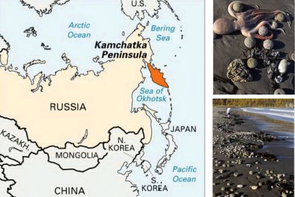 El desastre ecológico de Kamchatka 